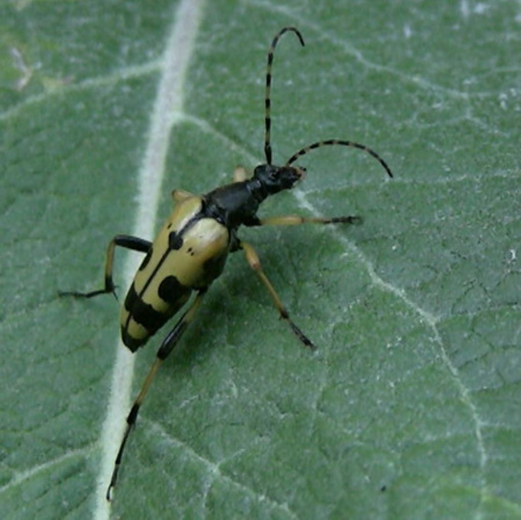 Strangalia maculata? Ora è classificata come Rutpela maculata